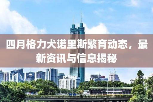 四月格力犬诺里斯繁育动态，最新资讯与信息揭秘