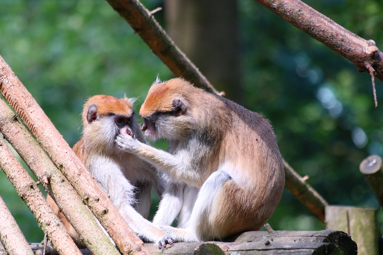 管家一肖100%正确：猴、兔、鸡、虎中