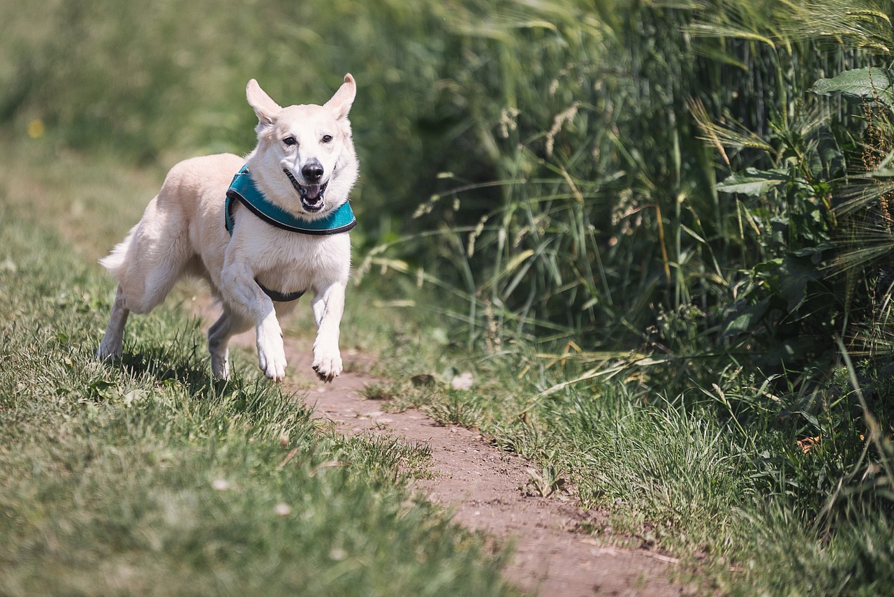 皮特犬热血竞技大赛，展现犬界精英风采