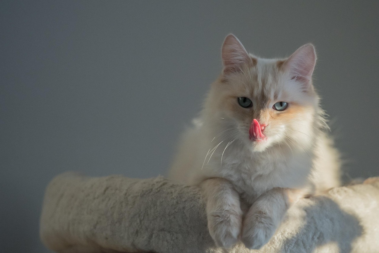 二猫比赛，一场独特的竞技盛宴