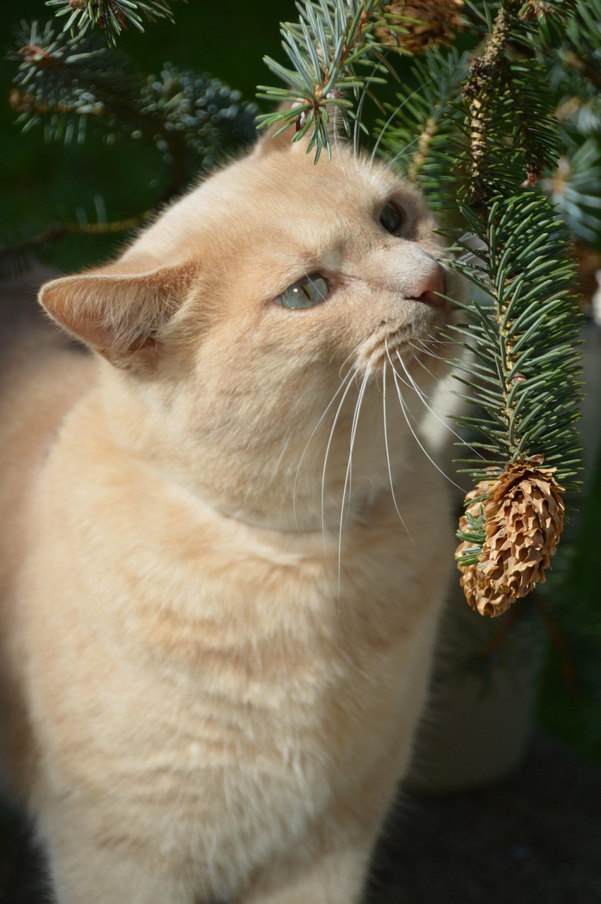 动漫头像猫，独特的文化现象与情感表达之道