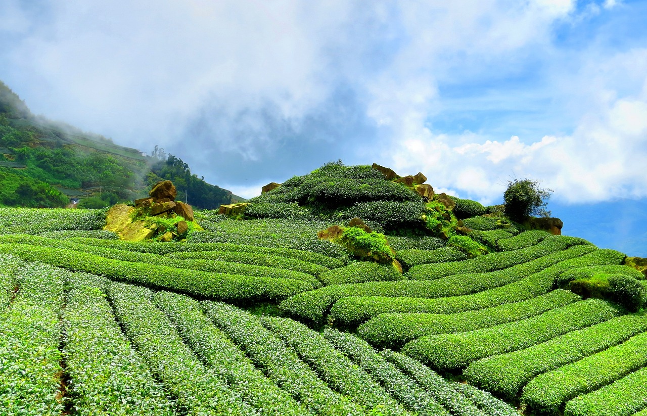 金花葵茶价格深度探讨与市场分析