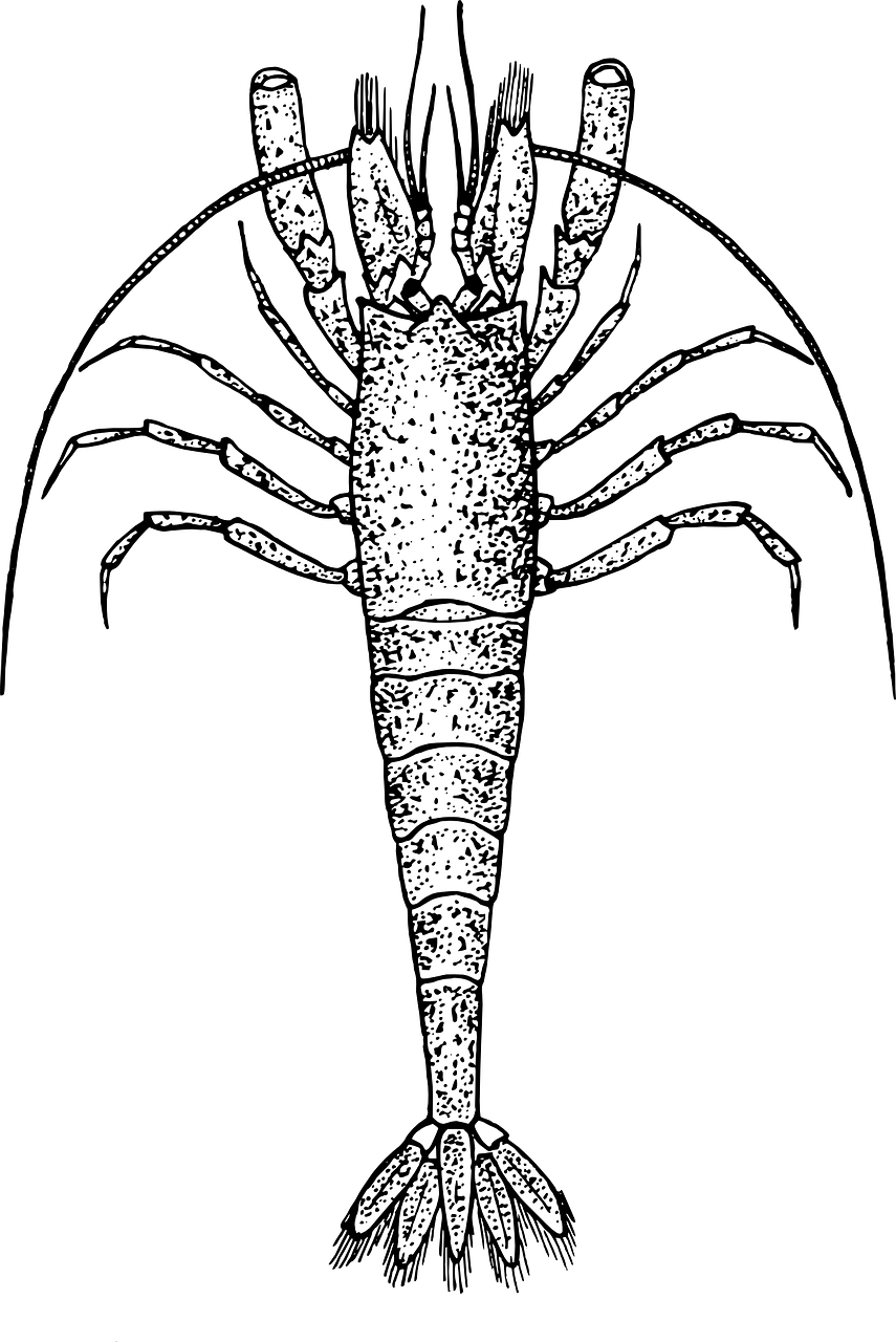 株洲小龙虾价格行情详解，最新价格及分析