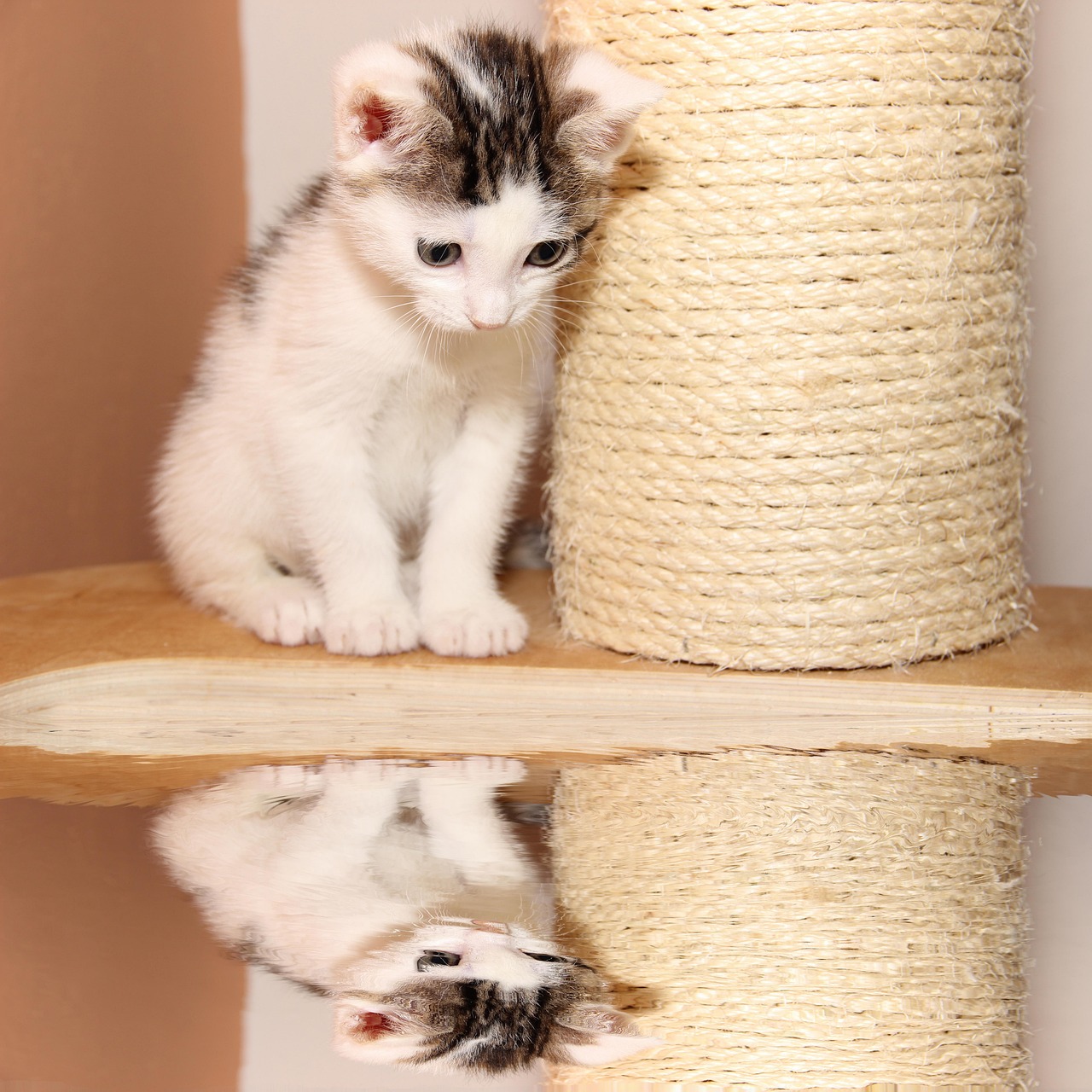 动漫人物猫，魅力四溢的魅力与深远影响