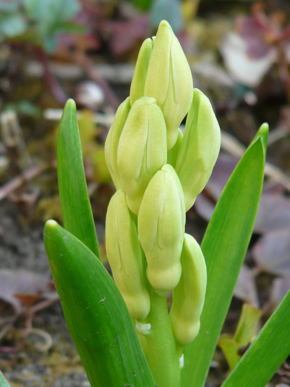4月韭菜价格最新行情分析与趋势预测